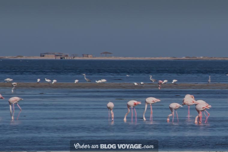 L'île des flamants roses de Djerba