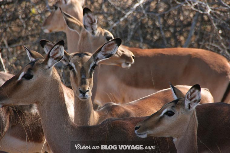 Vérifiez soigneusement si les activités sportives ou les safaris sont aussi couverts par votre assurance